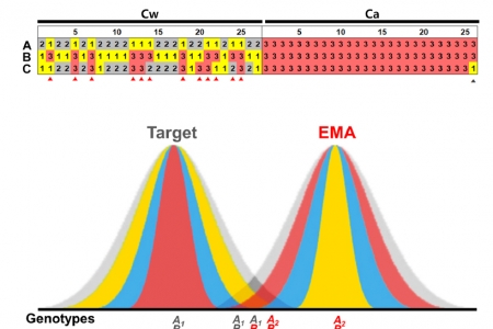 Mitochondrial plastid DNA can cause DNA barcoding paradox in plants