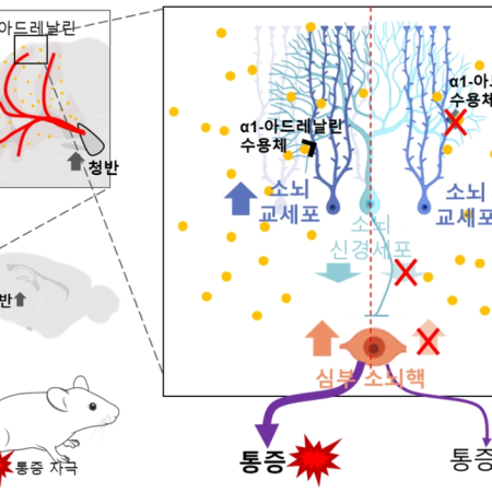 Cerebellar Bergmann glia integrate noxious information and modulate nocifensive behaviors