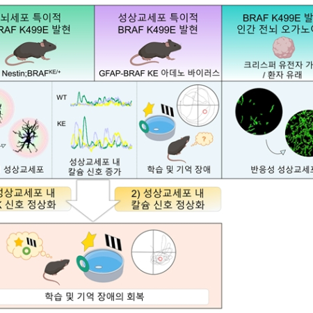 Aberrant ERK signaling in astrocytes impairs learning and memory in RASopathy-associated <i>BRAF</i> mutant mouse models