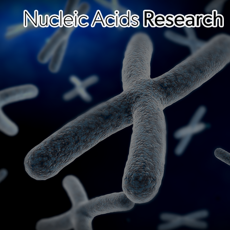 A long term journey for understanding the evolutionarily conserved mechanisms of telomere and genome stability