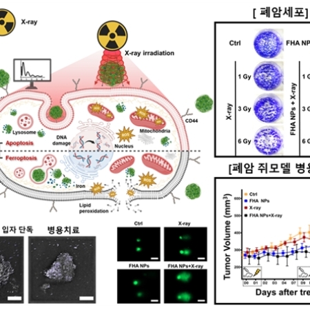 Synergistic Effect of Ferroptosis-Inducing Nanoparticles and X-Ray Irradiation Combination Therapy