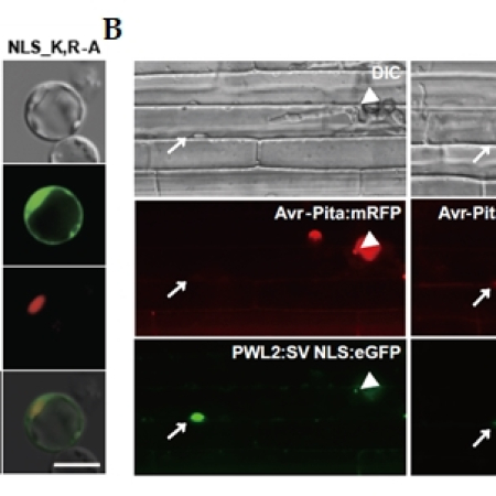 Nuclear localization sequence of MoHTR1, a <i>Magnaporthe oryzae</i> effector, for transcriptional reprogramming of immunity genes in rice