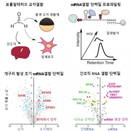 FAX-RIC enables robust profiling of dynamic RNP complex formation in multicellular organisms in vivo