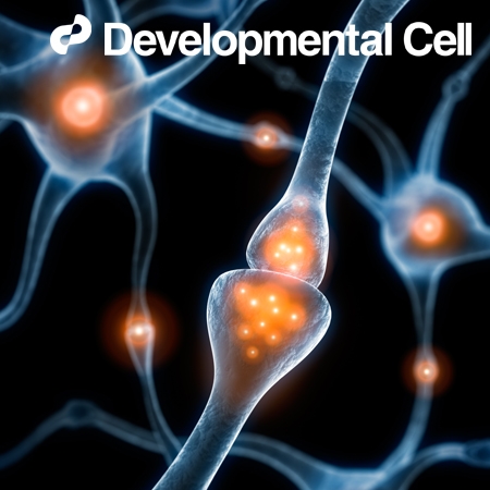 Coordinate regulation of the senescent state by selective autophagy