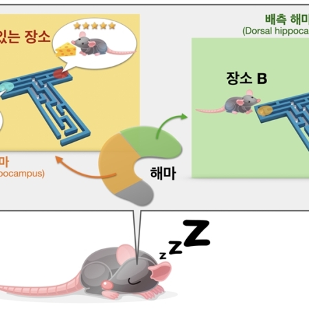 Selective reactivation of value- and place-dependent information during sharp-wave ripples in the intermediate and dorsal hippocampus