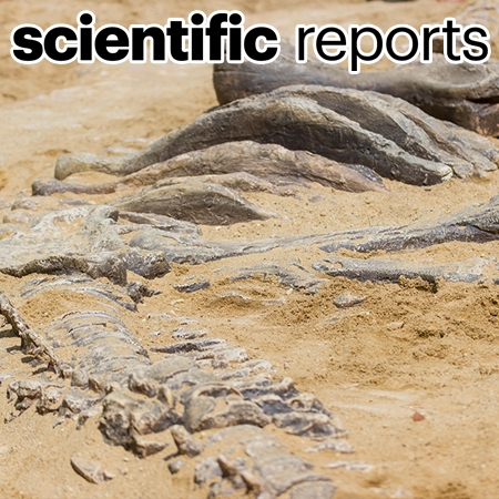 A new ankylosaurid skeleton from the Upper Cretaceous Baruungoyot Formation of Mongolia: its implications for ankylosaurid postcranial evolution