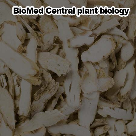 Genome structure and diversity among Cynanchum wilfordii accessions