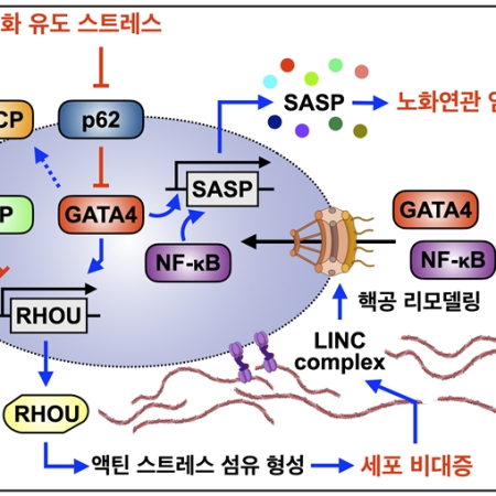 Cell enlargement modulated by GATA4 and YAP instructs the senescence-associated secretory phenotype