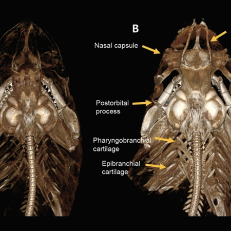 Digital removal of dermal denticle layer using geometric AI from 3D CT scans of shark craniofacial structures enhances anatomical precision