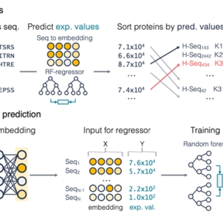 Discovery of Highly Active Kynureninases for Cancer Immunotherapy through Protein Language Model