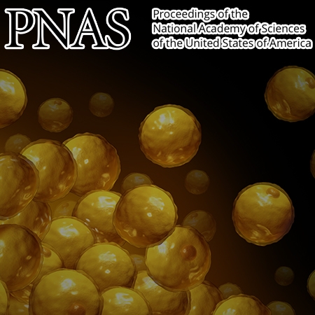 DNMT1 maintains metabolic fitness of adipocytes through acting as an epigenetic safeguard of mitochondrial dynamics