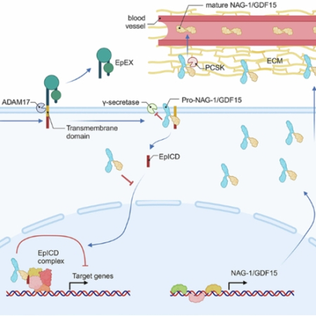 NAG-1/GDF15 as a tumor suppressor in colorectal cancer: inhibition of β-catenin and NF-κB pathways via interaction with EpCAM
