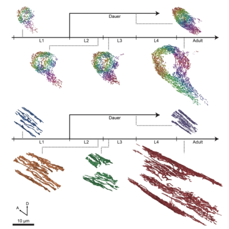 Structural diversity of mitochondria in the neuromuscular system across development revealed by 3D electron microscopy