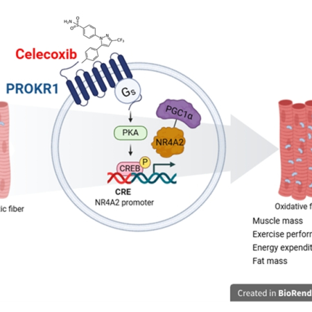 Celecoxib Enhances Oxidative Muscle Fibre Formation and Improves Muscle Functions Through Prokr1 Activation in Mice