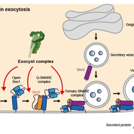 Exocyst stimulates multiple steps of exocytic SNARE complex assembly and vesicle fusion