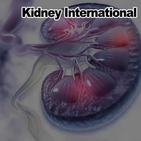 Antibiotic-induced intestinal microbiota depletion can attenuate the acute kidney injury to chronic kidney disease transition via NADPH oxidase 2 and trimethylamine-N-oxide inhibition