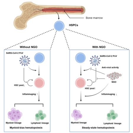 SARS-CoV-2 pseudovirus dysregulates hematopoiesis and induces inflammaging of hematopoietic stem and progenitor cells