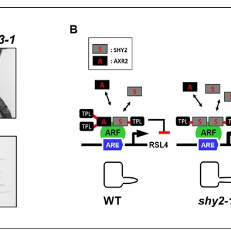 A dose-dependent bimodal switch by homologous Aux/IAA transcriptional repressors