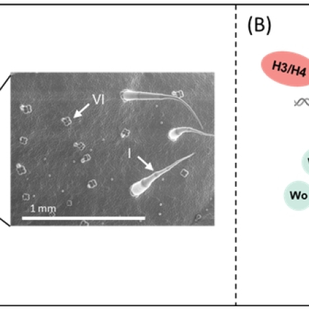 SlH3 and SlH4 promote multicellular Trichome formation and elongation by upregulating woolly in tomato