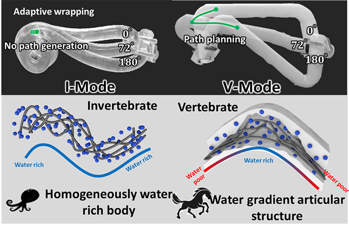 A reversible switching between octopus tentacle and articular structure