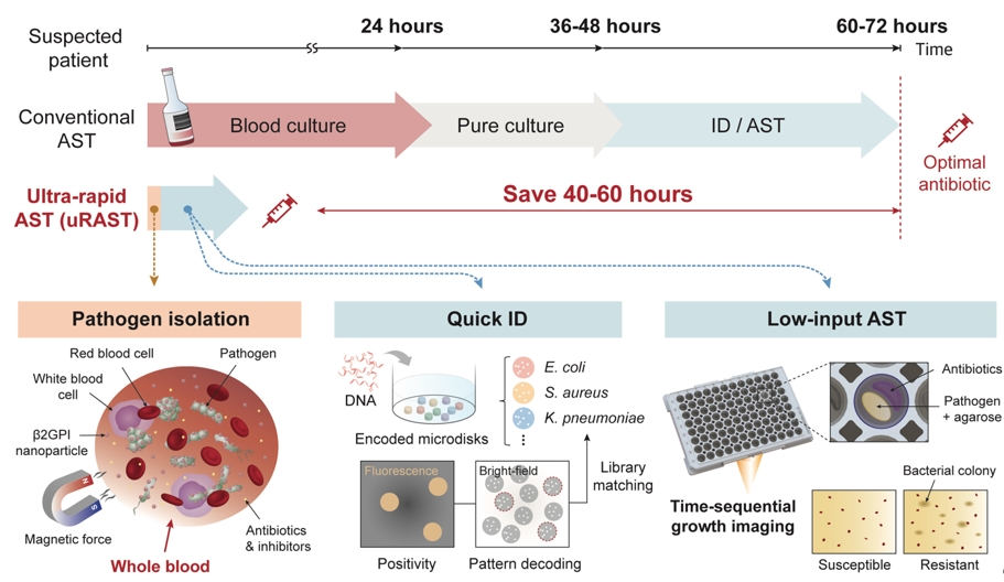 [Figure 1] Ultra-Rapid Antimicrobial Susceptibility Testing (uRAST) revolutionizing traditional antibiotic susceptibility testing. ID: Identification, AST: Antimicrobial Susceptibility Testing