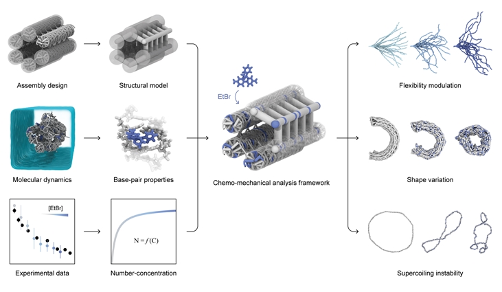 Figure 1. Conceptual Diagram of the Predictive Technology for Mechanochemical Changes in DNA Nanostructures