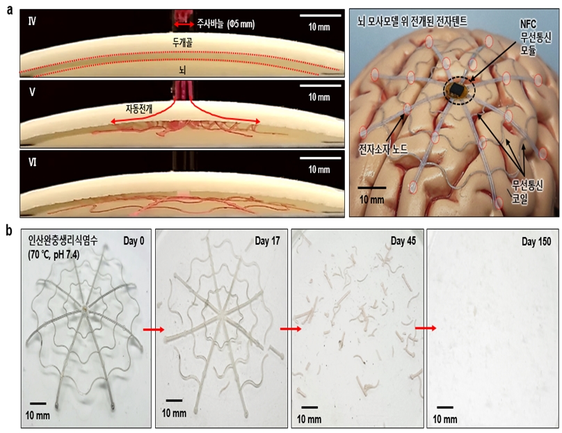 ▲ (Figure 2) The process of large-area electronic tent shape recovery and biodegradation within a narrow space