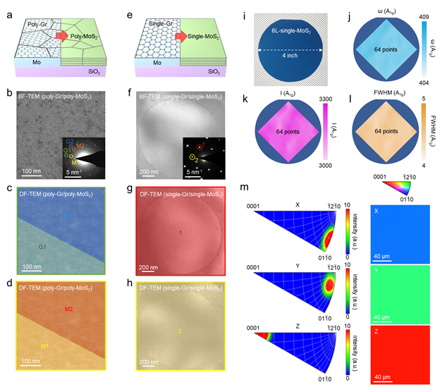 ▲ Figure 5: Verification of uniformity in single-crystal TMDs synthesized using a single-crystal graphene template with identical microstructures.