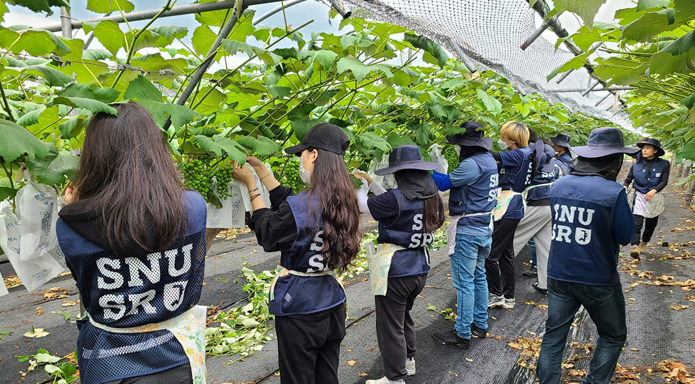 The volunteer workers are concentrating in wrapping grapes with paper bags