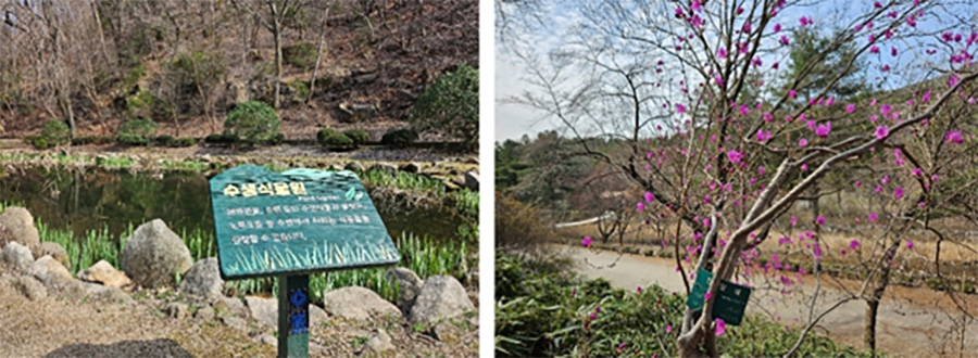 Aquatic Plant Garden at Gwanak Arboretum (left), Azalea Path (right)