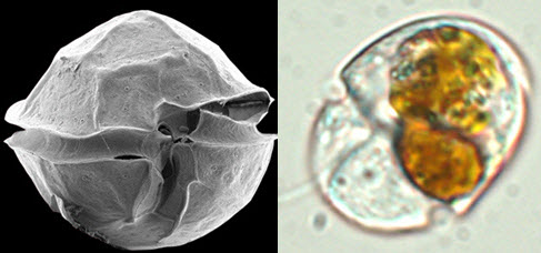 Alexandrium Pohangense (left) and Aduncodinium Glandula (right)