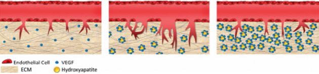 Proposed model experiment results showing bone angiogenesis