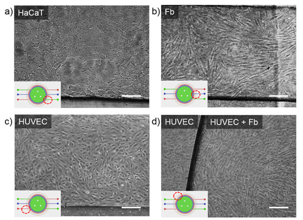 Optical images of cells in a skin-on-a-chip device.